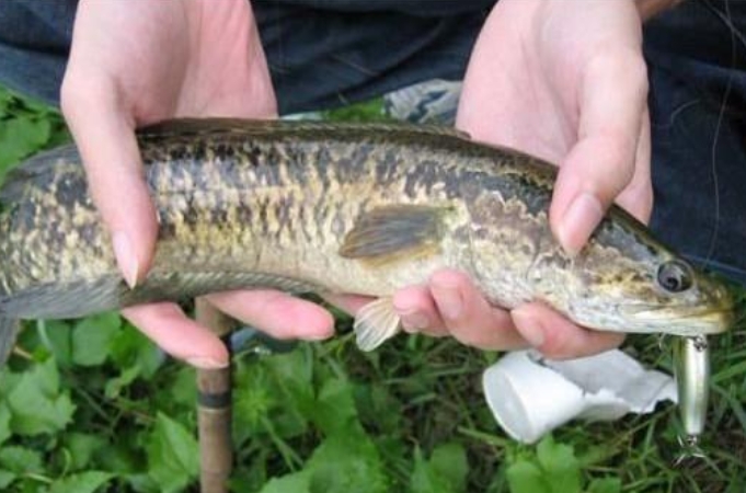 黑鱼各种钓法,黑鱼钓法技巧全攻略