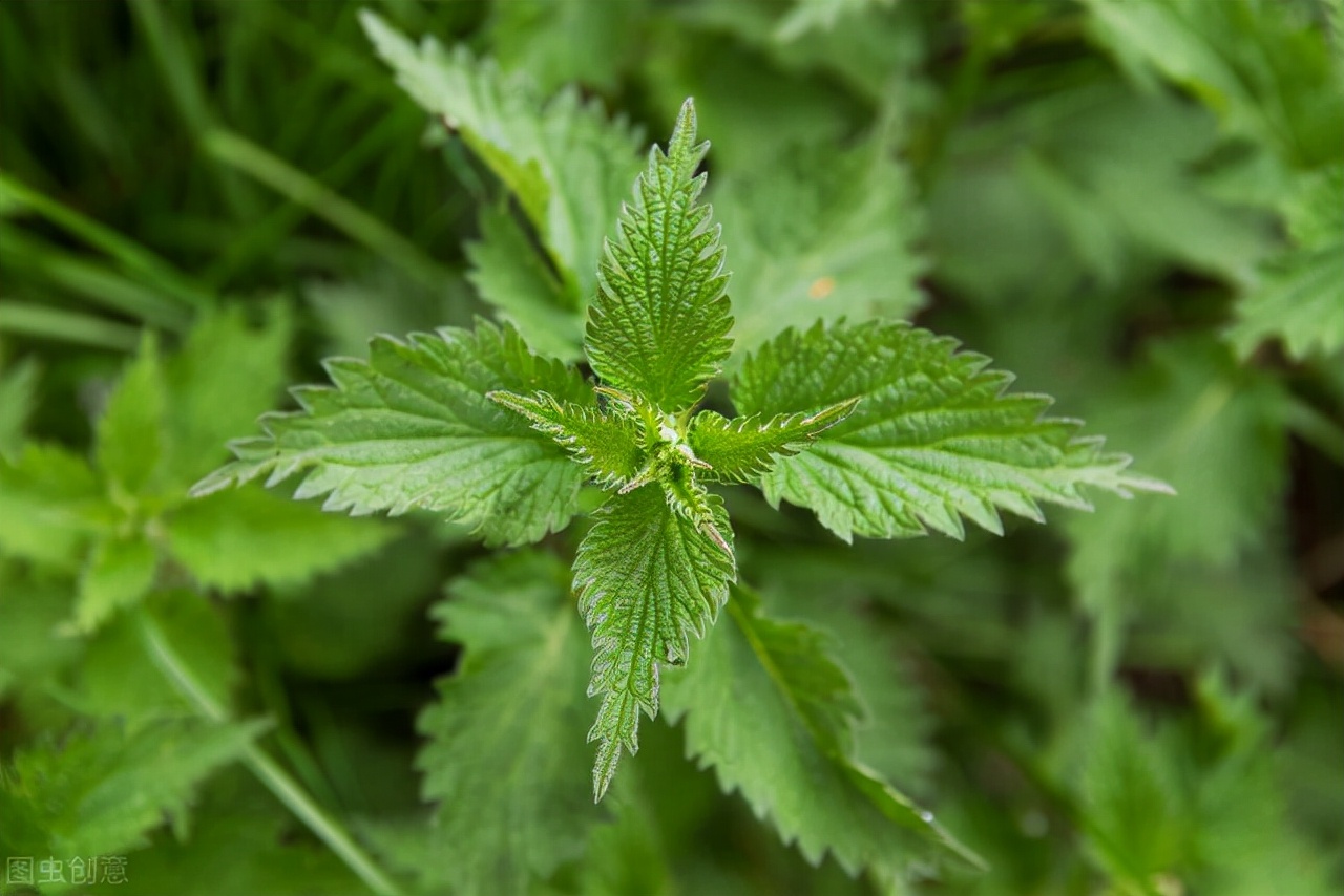 治寒冷性荨麻疹的中草药,一种能治荨麻疹的草药