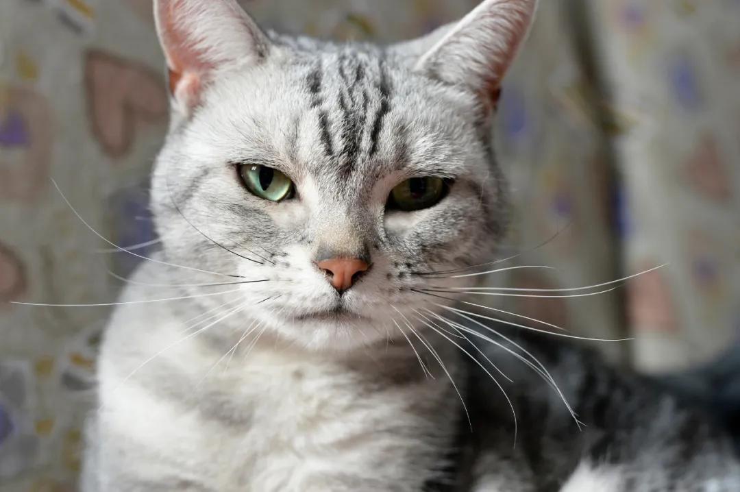 猫咪胡须对猫有什么影响,猫咪的胡子能招财吗