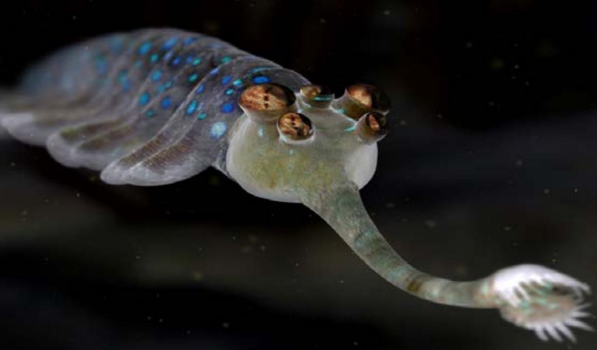 海洋生物的进化发展史,海洋生物演化过程