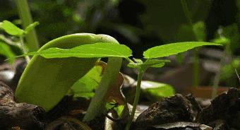 停课不停学教育纪实,长沙市砂子塘小学停课不停学