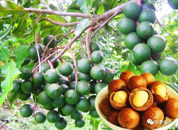 舌尖上的中国云南美食佤族,舌尖上的中国山西特产