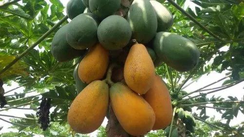 广西梧州最好的果园,梧州摘水果的地方