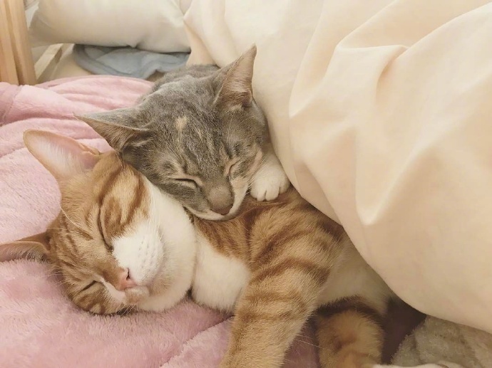 到底是养一只猫好还是养两只,养一只猫好一点还是两只猫好一点