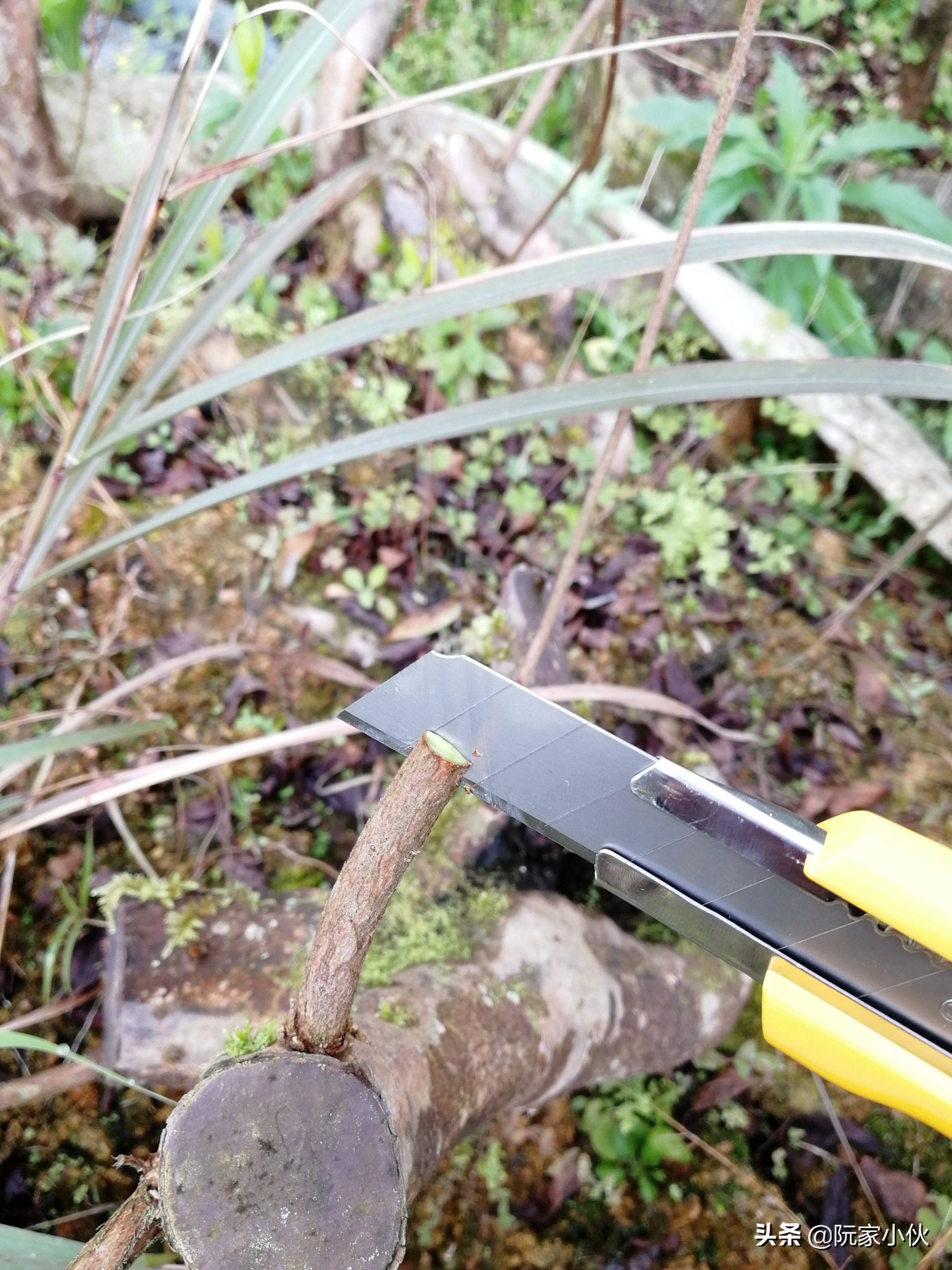 用毛杜鹃还是映山红嫁接杜鹃好,映山红嫁接皋月杜鹃亲和力好吗