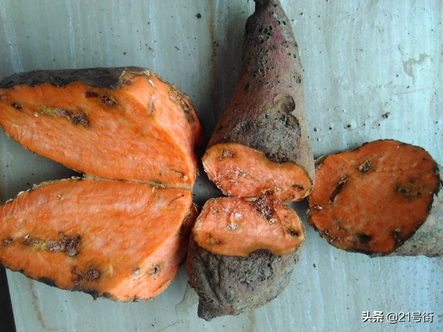 北海哪里有红薯种植基地,甘薯小象甲对人体有什么危害