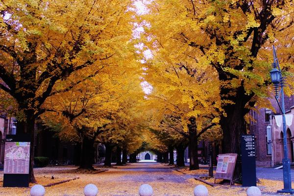 日本留学行李清单推荐,日本留学行李哪些不能带最全攻略