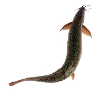 泥鳅煮汤土腥味怎么消除,做出来的泥鳅有土腥味怎么补救