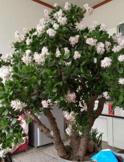 老人说三种花不吉利,这5种花适合老人养健康又长寿