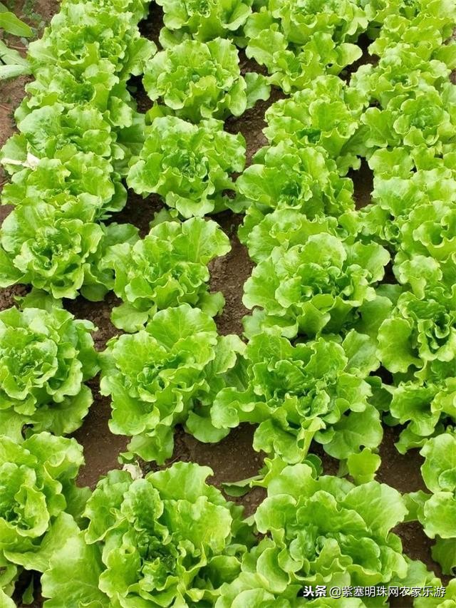 白河湾徐军虎农家院,白河湾徐春宝农家院