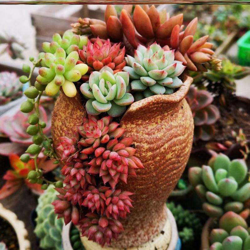 别被多肉假老桩“欺骗”，和真老桩不在一个档次，价格差几倍