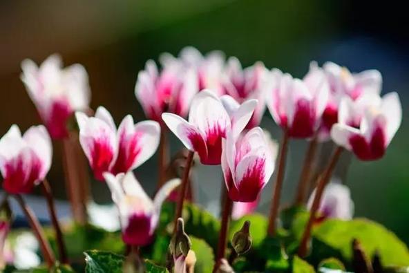 仙客来耷拉头,仙客来花蔫叶黄怎么补救