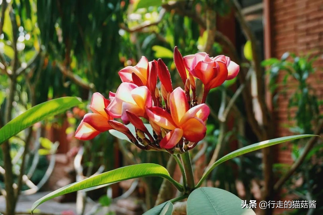 西双版纳曼听公园傣王宫简介,西双版纳曼听御花园的傣王是谁