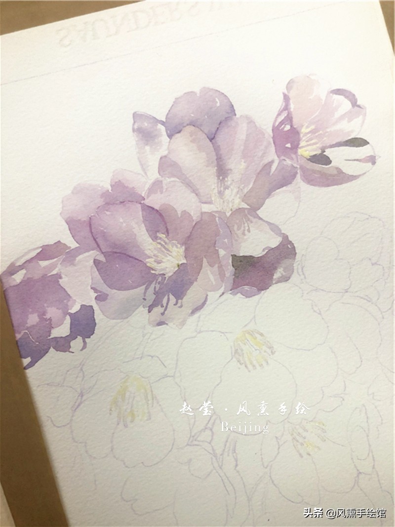 美丽的水彩樱花,水彩樱花图