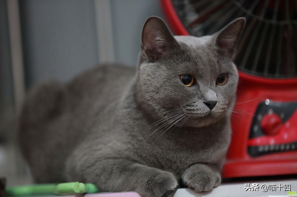 别让宠物医院榨干铲屎官的钱包——小毛病,不求人「外创篇-下」