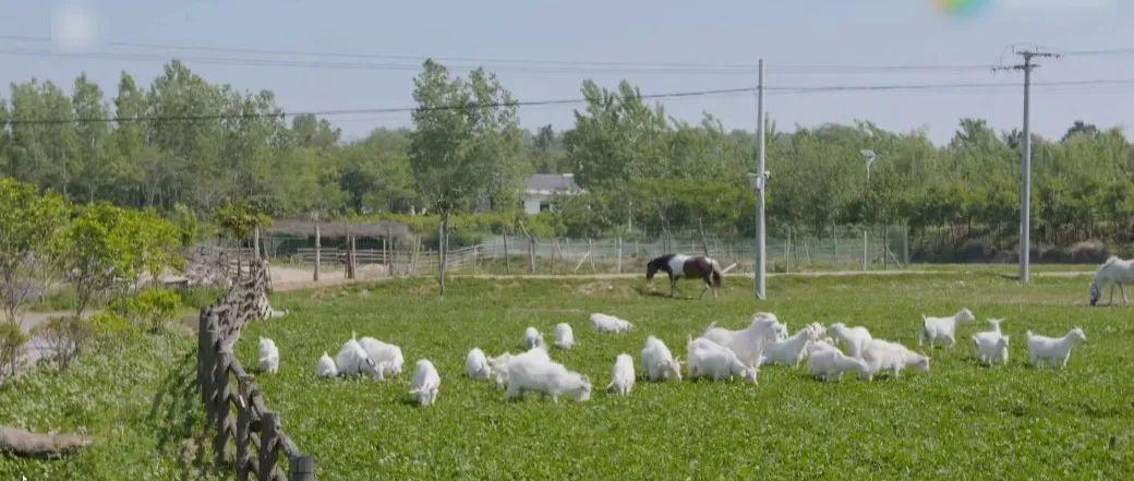 20w打造吃住玩一体农庄,有吃又有玩的农庄