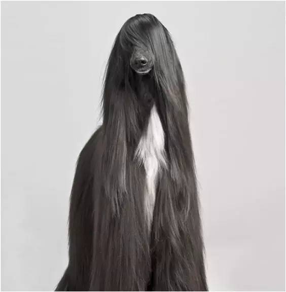 世界最罕见的十个杂交动物,不忍直视世界罕见的十大变异动物