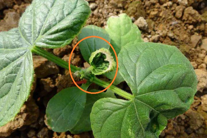 黄瓜“龙头”消失或折断的原因与对策分析