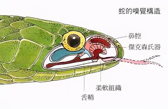 为啥有鹅的地方没有蛇,鹅的粪便能驱赶蛇是真的吗