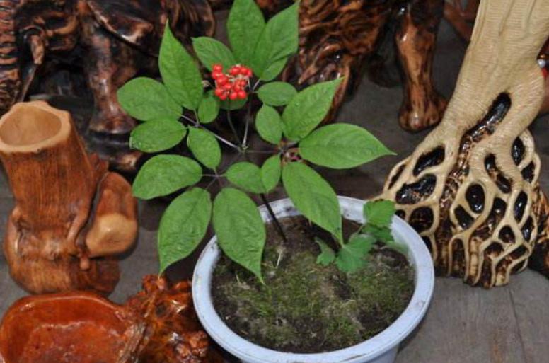 人参盆栽教程,人参如何盆栽