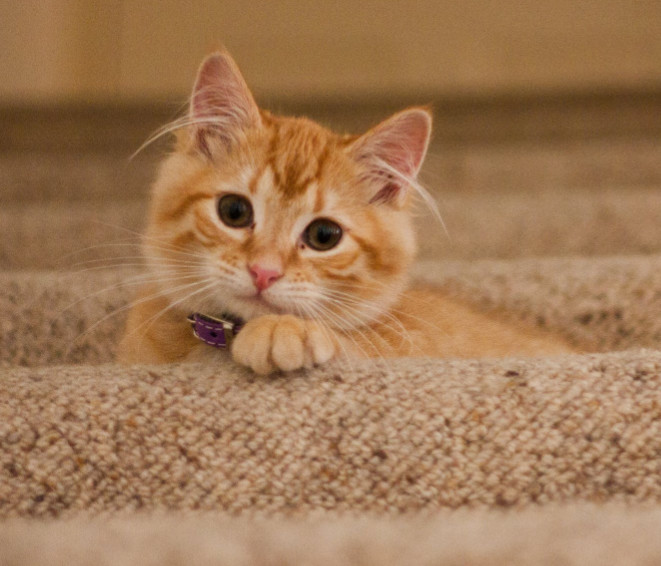 猫咪的肉垫有哪些,猫咪的肉垫特别红