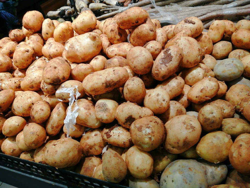 发芽的土豆还能不能种了,生根发芽的土豆能吃么