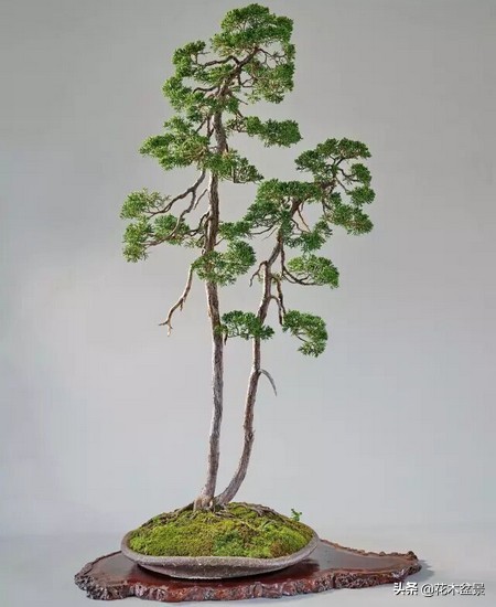 文人树盆景，宣泄一种情绪，吐露一种幽愤