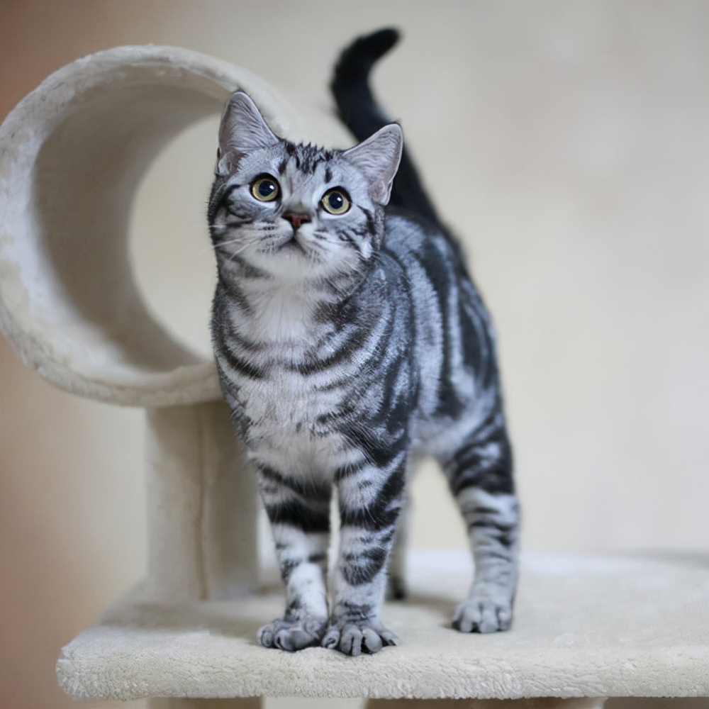 买猫容易被骗,买猫好难