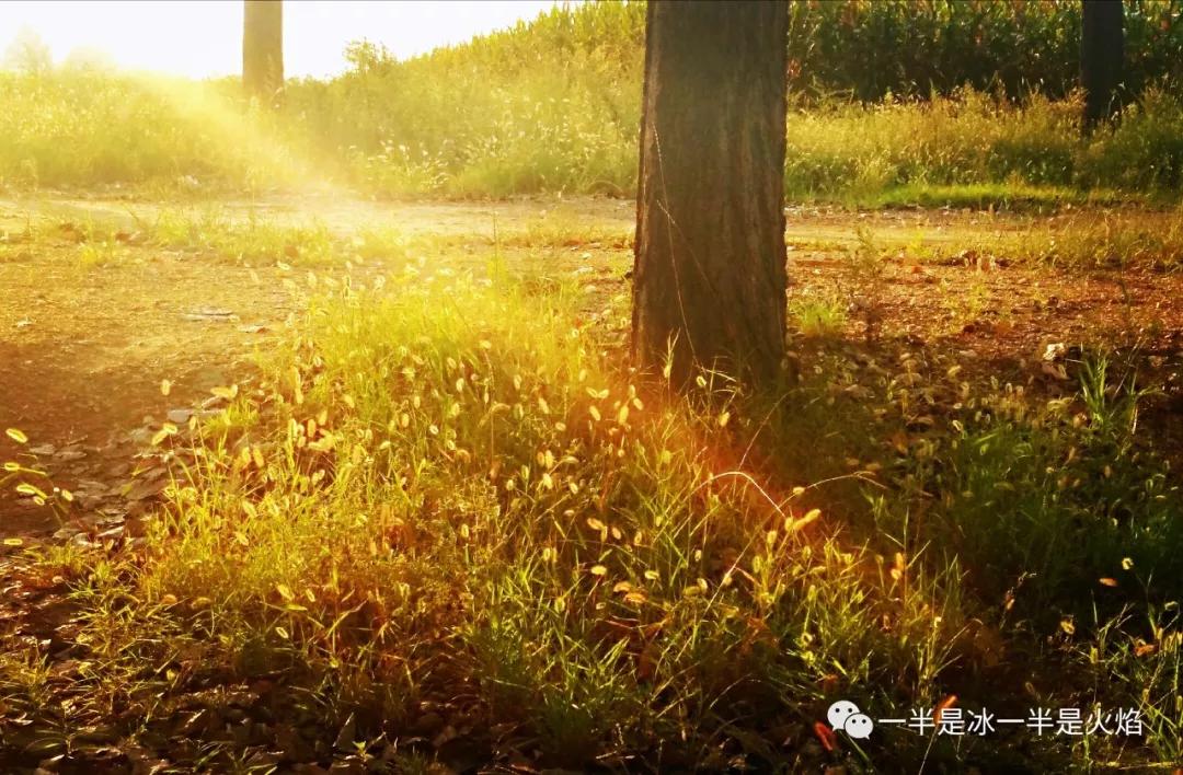 随笔冬日阳光,随笔冬日午后的阳光