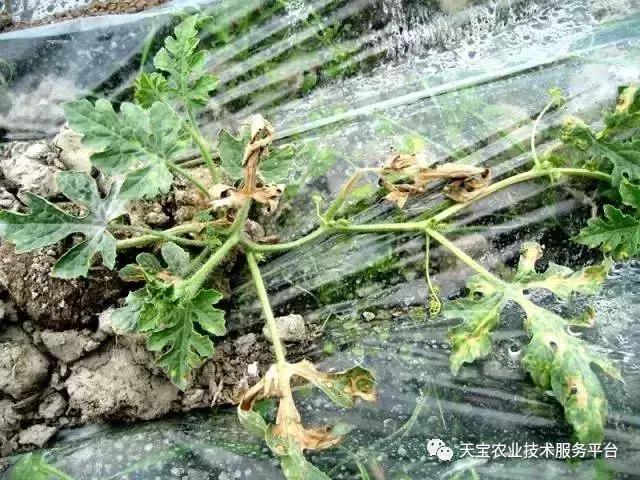 西瓜小叶病西瓜叶片卷曲原因,西瓜龙头皱缩什么原因