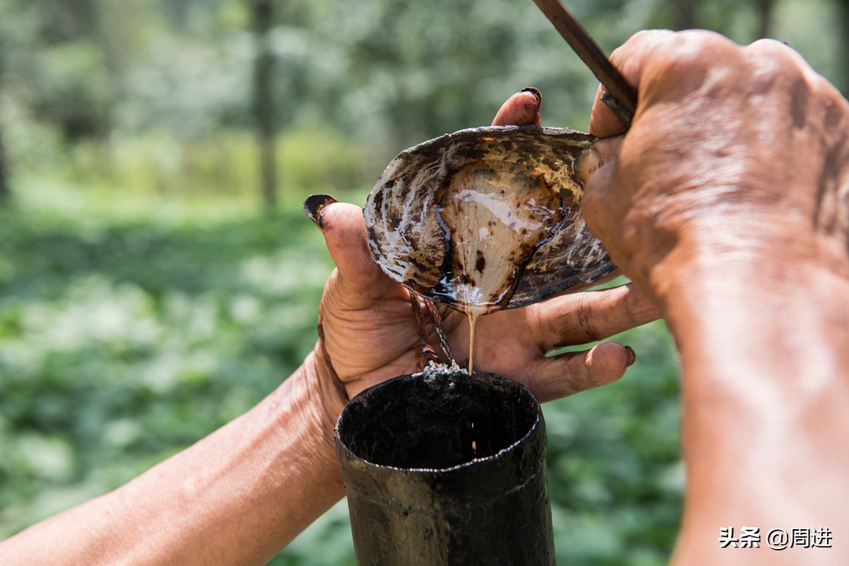 割漆因为什么让人体产生危害,漆树割漆人