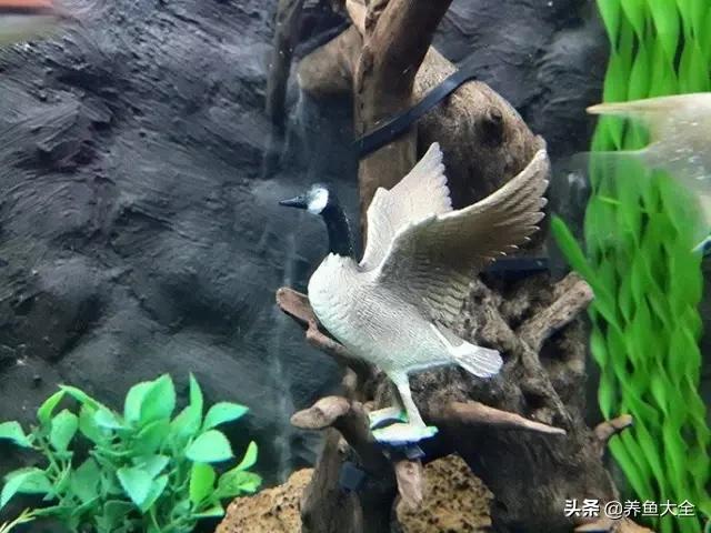 养鱼的鱼缸家里没有怎么办,养鱼没地方放鱼缸