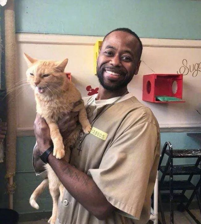 养猫反而焦虑了,养猫养狗的人洞察人性