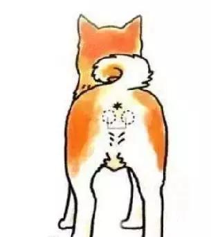 “肛门腺”是什么？狗狗的肛门腺是非挤不可吗？