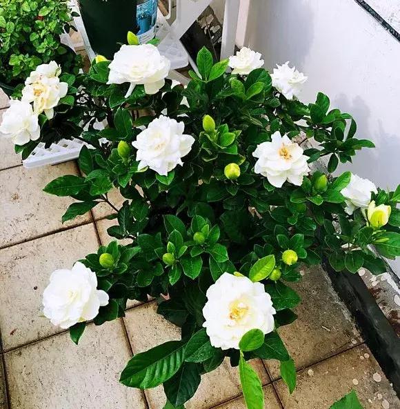 什么木本花好养,4种花超耐旱好养