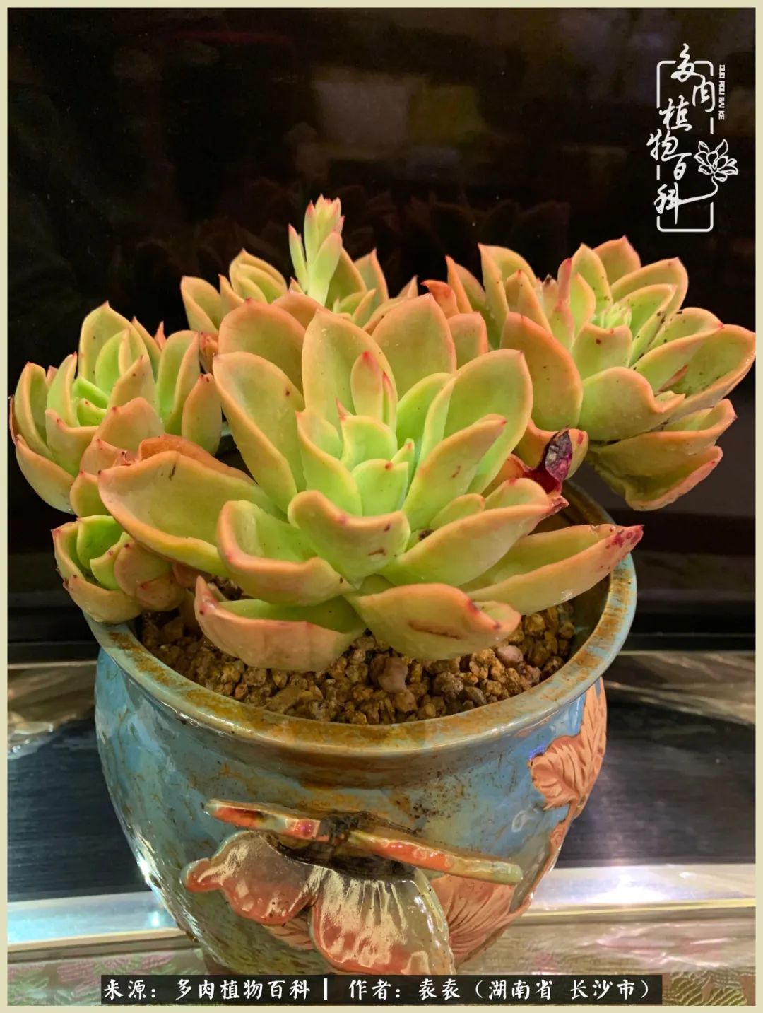 栽花种草的岁月，万物生长之阴晴圆缺