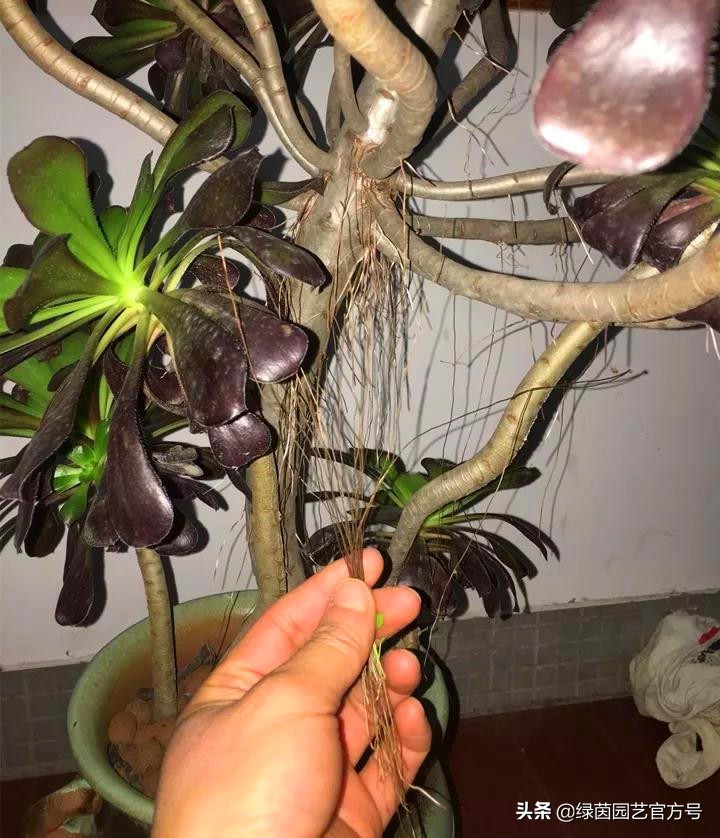 多肉唐印为什么夏天长气根,多肉蒂亚换盆之后出现气根和黄叶