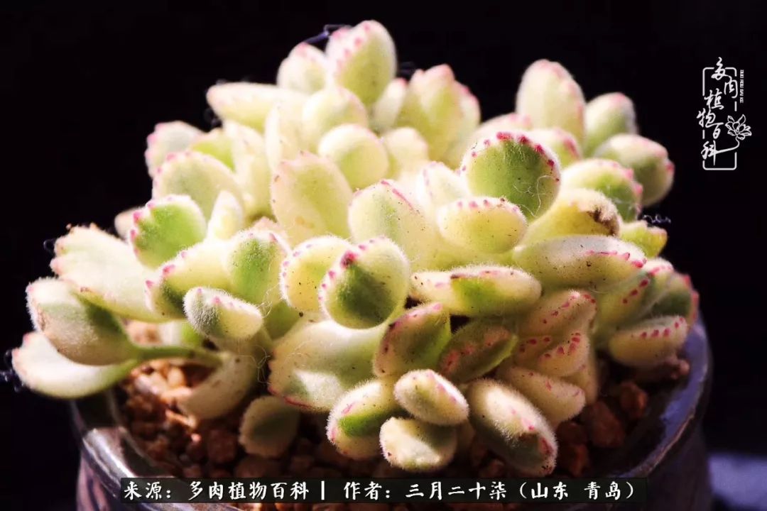 有多肉，有狗狗，给生活多一点惊喜