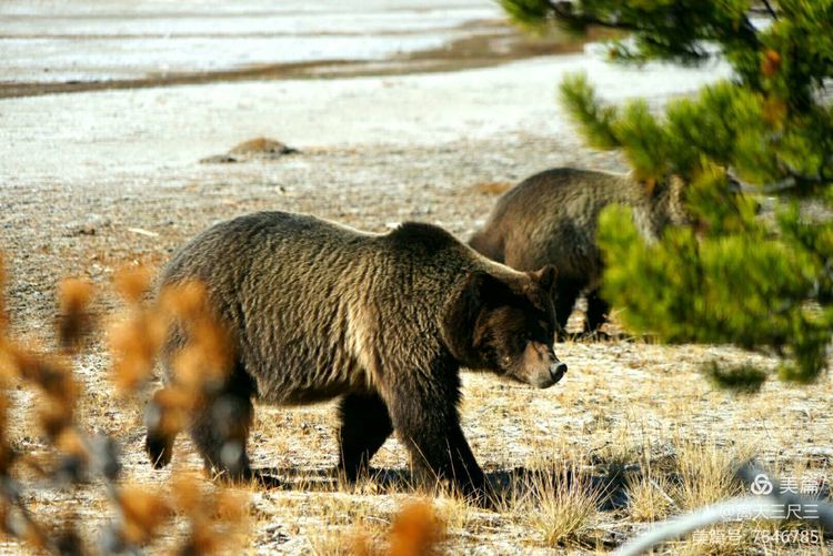 鍖楃編鏋儏闃虫柊,鍖楃編鏋儏鍥剧墖