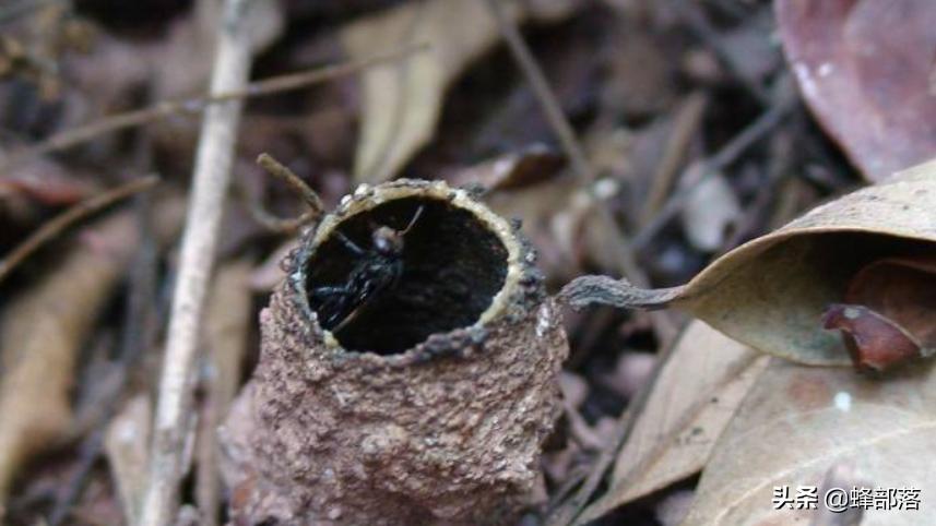 无刺蜂会不会逃跑,无刺蜂怎么攻击敌人