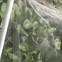 蔬菜害虫用什么杀虫剂最有效,辣椒水喷蔬菜能驱虫吗