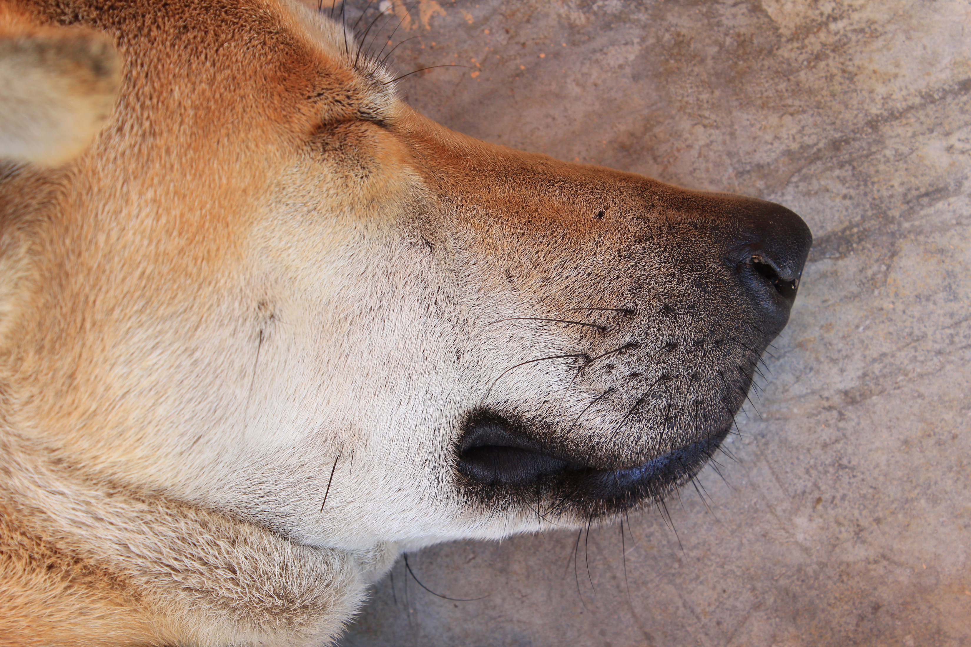 猫咪的胡须能探测多远的距离 (猫咪胡子和狗的胡子有什么区别吗)