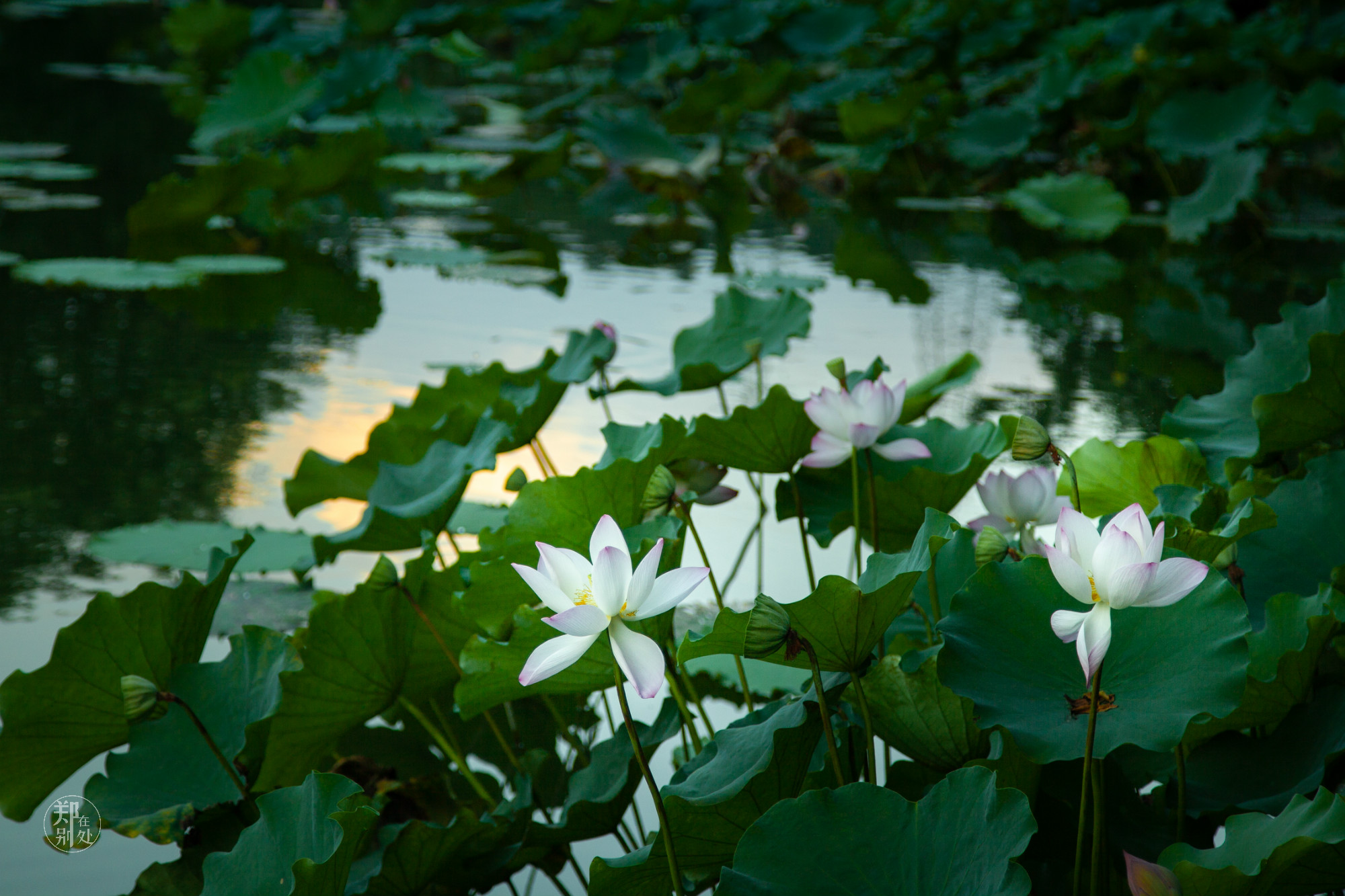 坐公交游杭州几路最好,杭州87路公交沿路风景