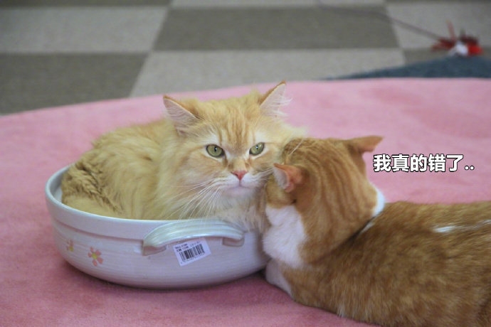 戴上了金箍就要放下七情六欲,今日萌图