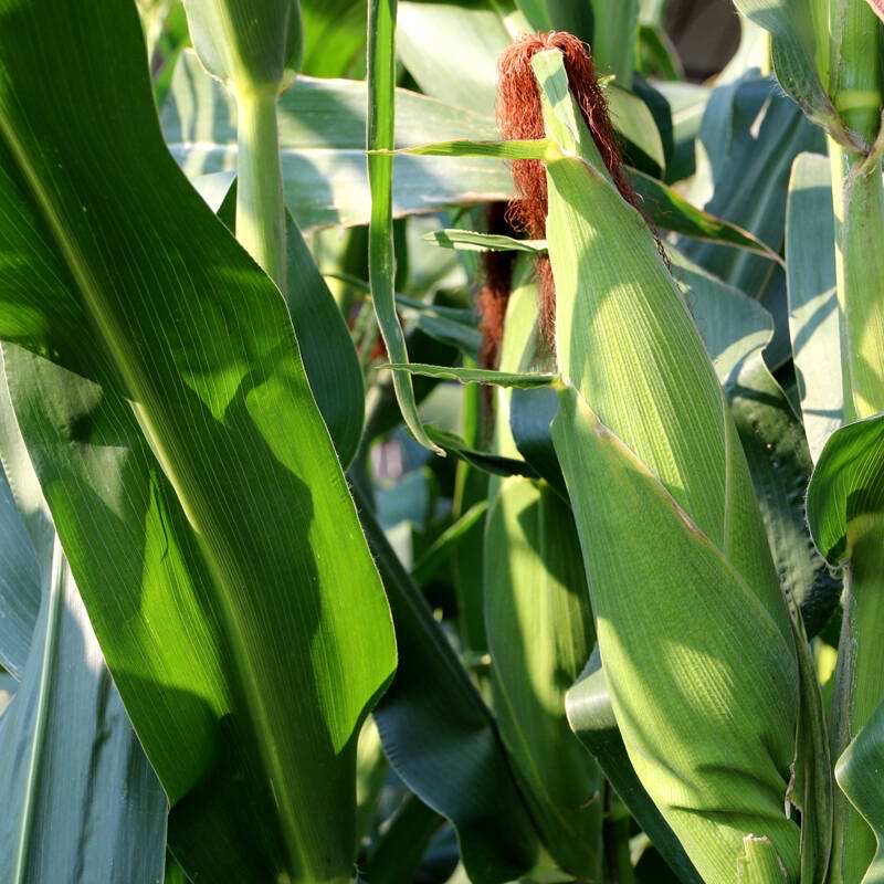 春天种什么蔬菜最简单好吃,春天种什么蔬菜最合适盆栽