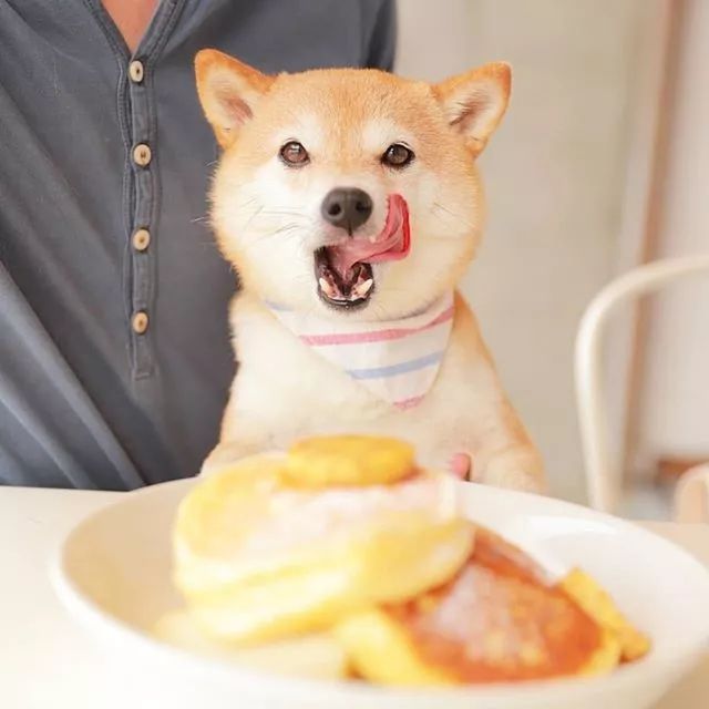 比人还会拍照的狗，简直萌炸朋友圈了