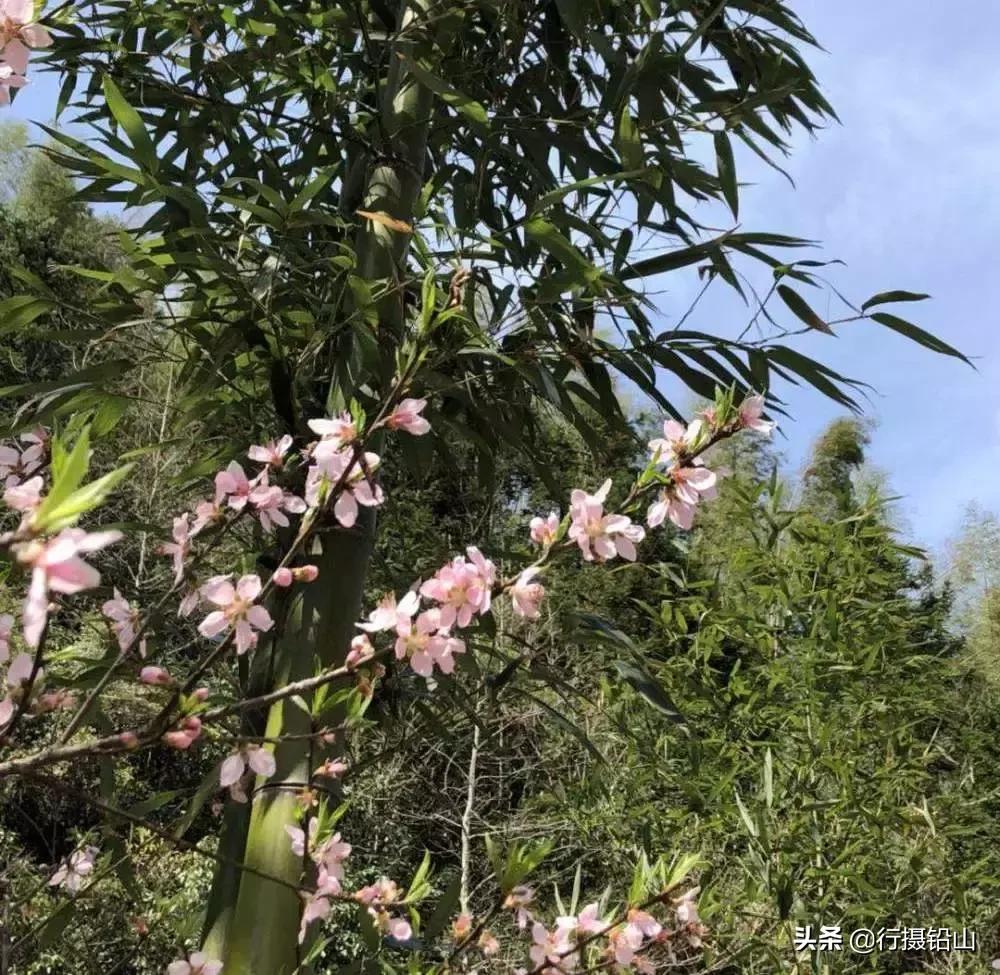 春游|五府山踏青蜜蜂谷