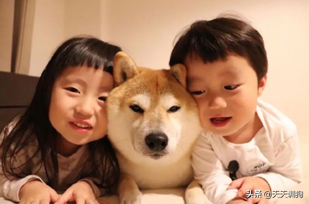 家里人都不同意养狗怎么办,想养狗怎么跟家里人说