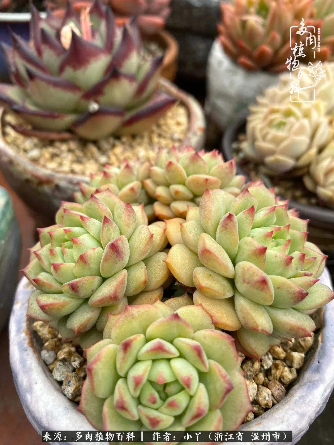 祖上无院家里无矿，一腔浪漫情怀付诸楼顶造花