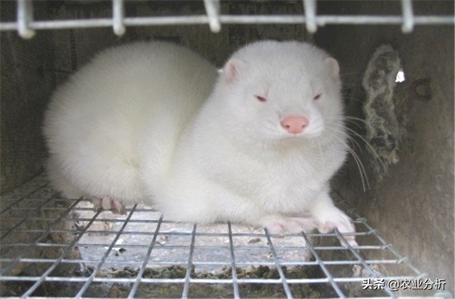 养貂的技巧和方法,养貂教程